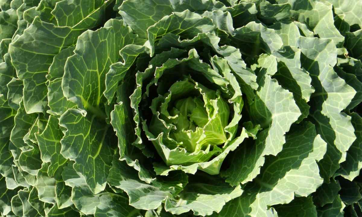 Cabbage of Calais: cultivation and useful properties of curly cabbage
