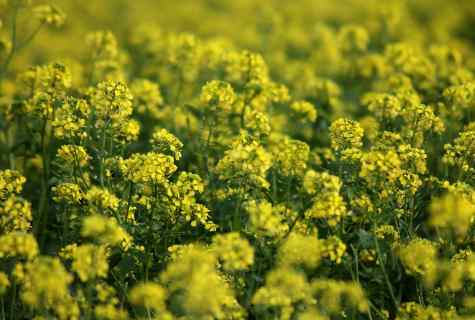 Siderata: lupine against mustard