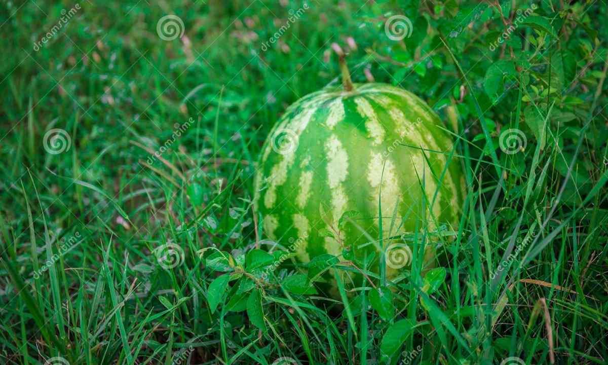 How to grow up watermelon on own kitchen garden