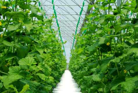What represents cultivation in greenhouses