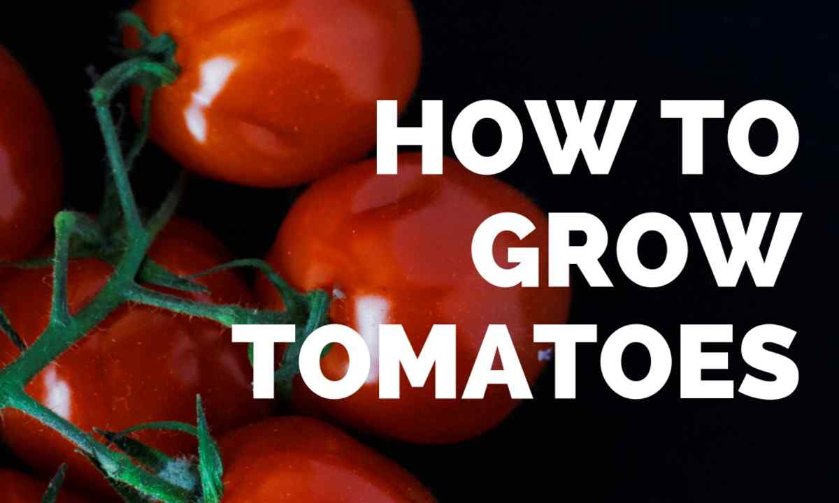 How to grow up good harvest of tomatoes