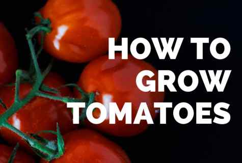 How to grow up good harvest of tomatoes