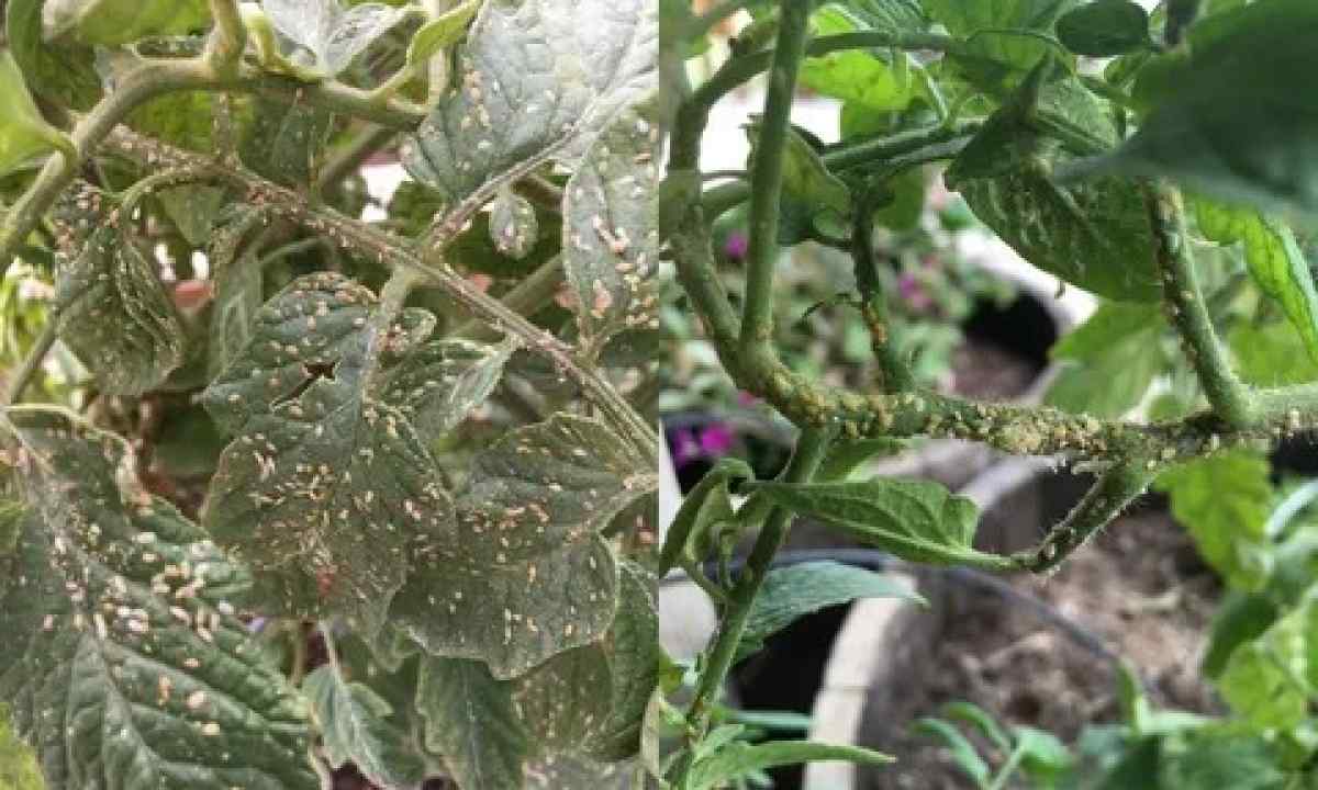 Why leaves of tomatoes twist