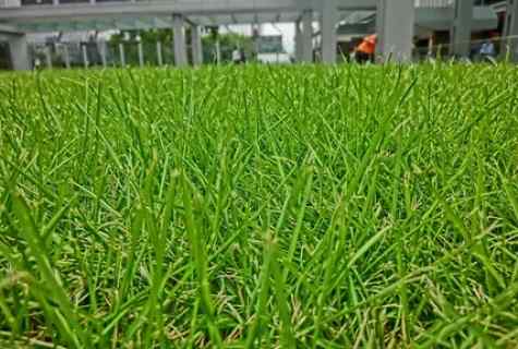 How to plant lawn grass
