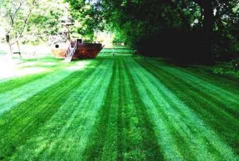 How to grow up lawn