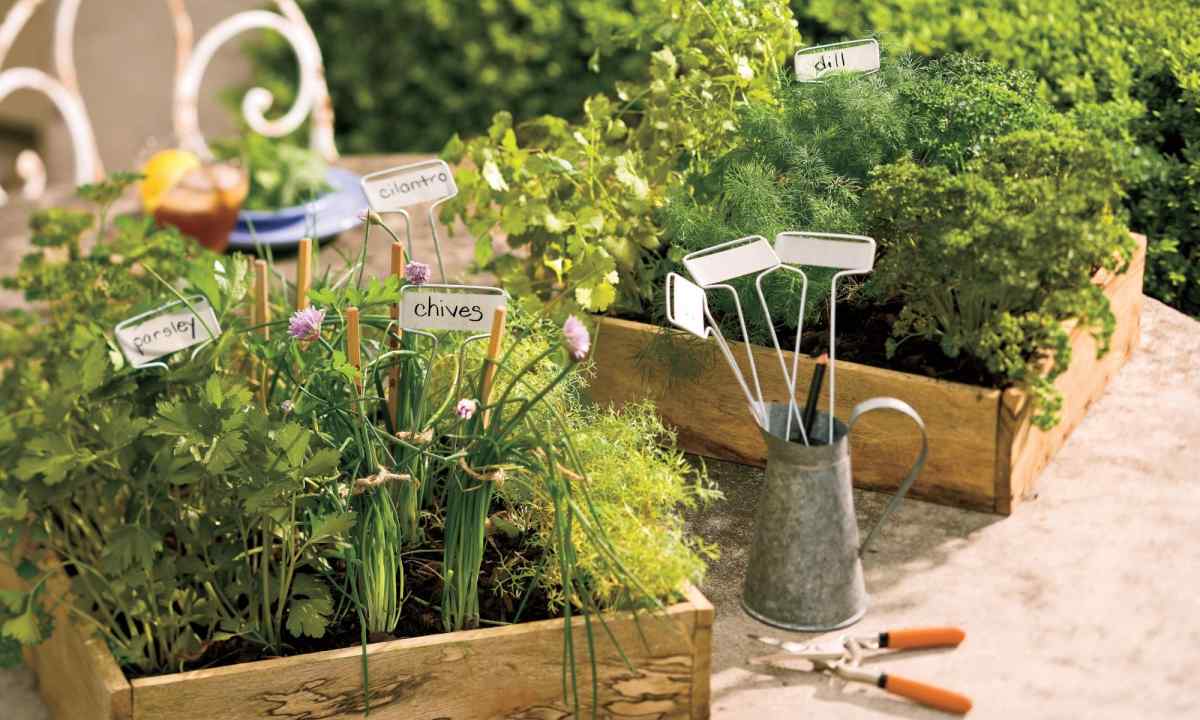 How to choose long-term herbs for garden