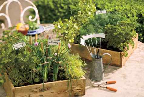 How to choose long-term herbs for garden
