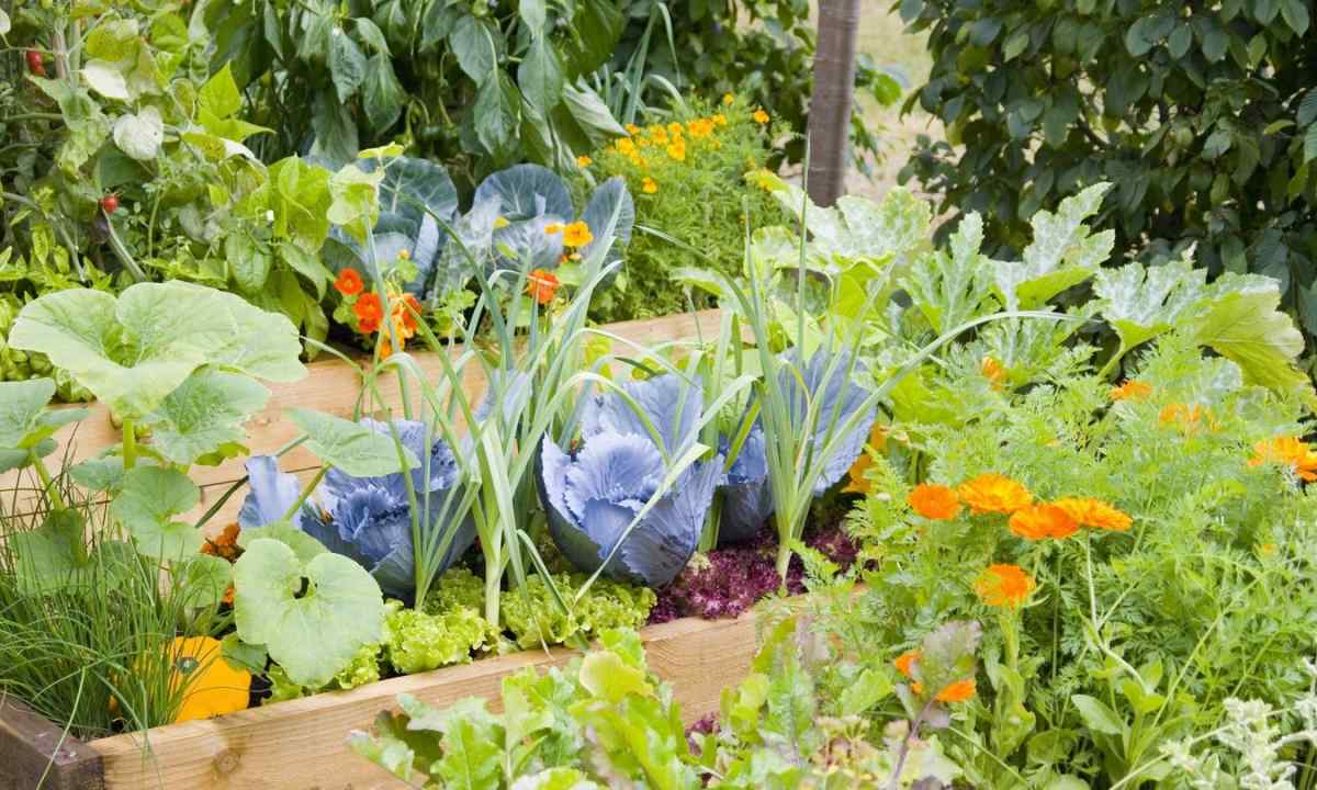 How to grow up vegetables on the kitchen garden