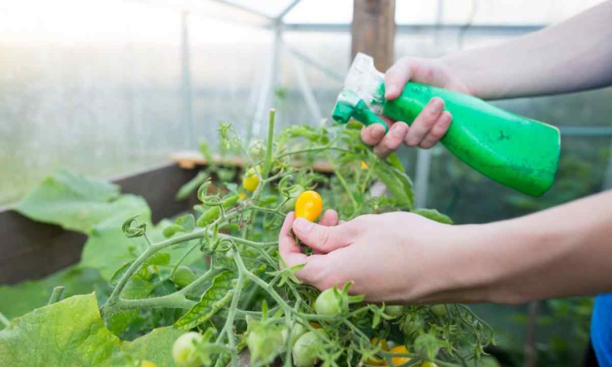 The best fertilizers for tomatoes and cucumbers?