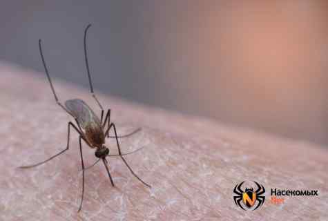 Fight against mosquitoes at the dacha – effective methods