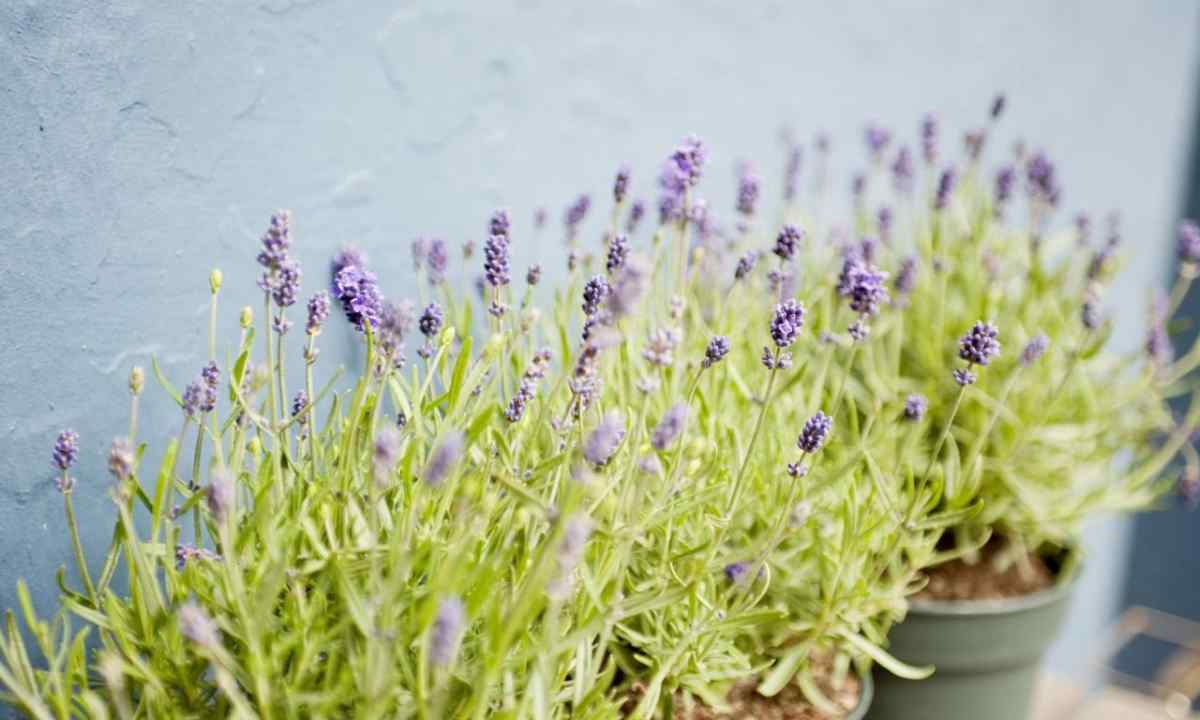 How to grow up house lavender