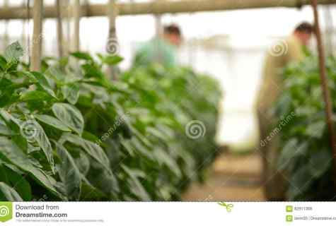 How to grow up pepper in the greenhouse