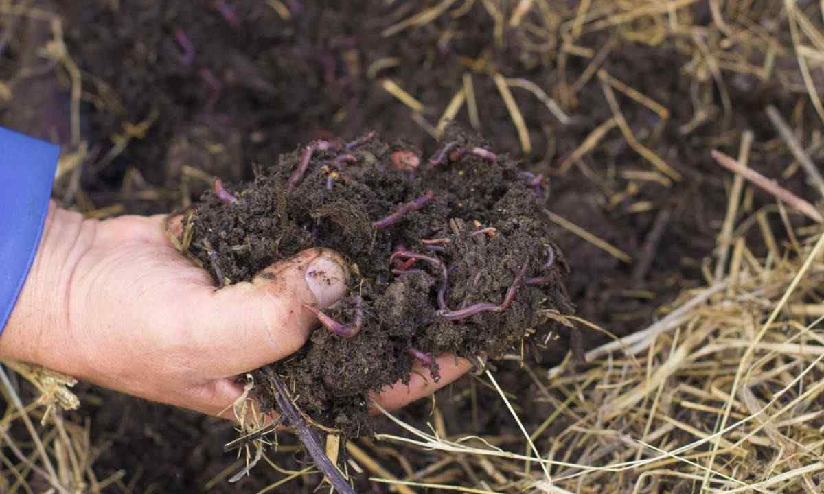 How to fertilize manure