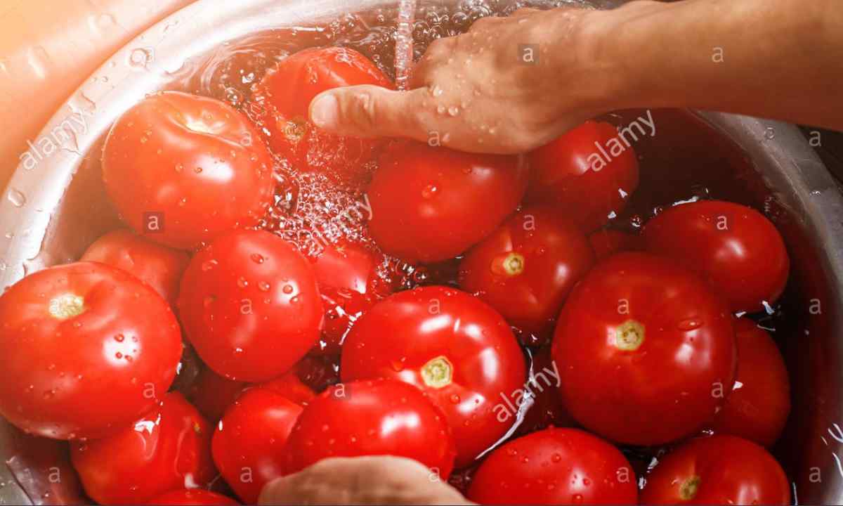 As it is necessary to water tomatoes correctly