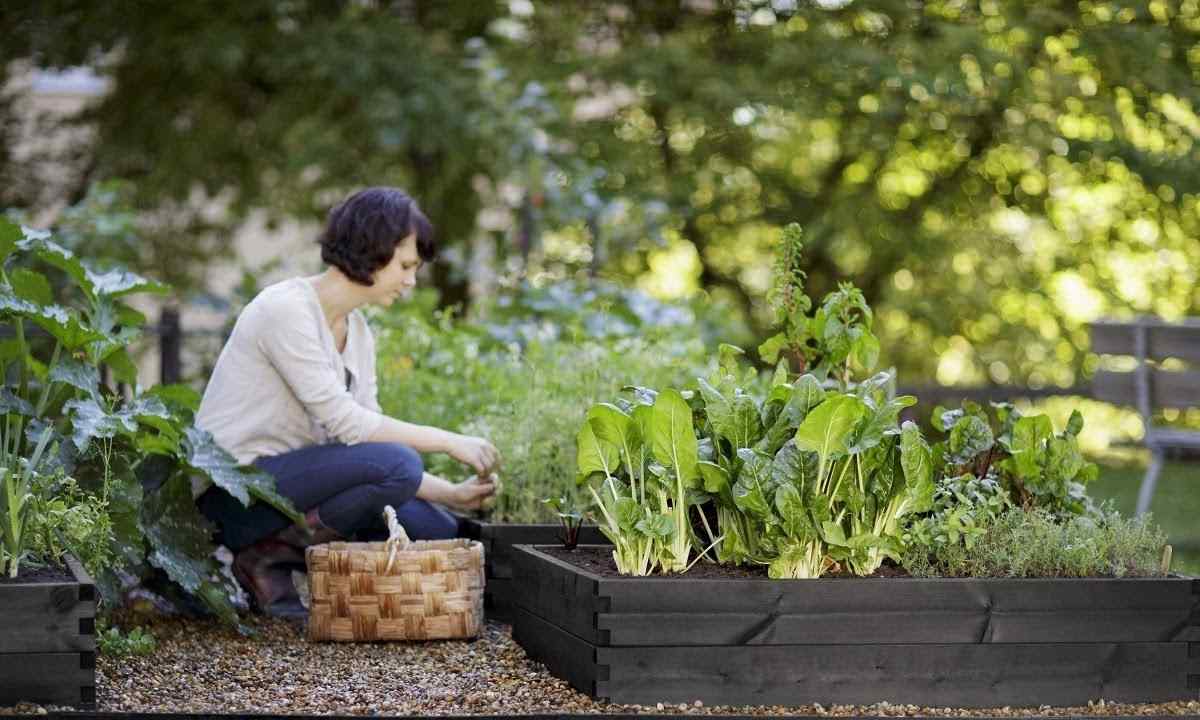 How to dig up kitchen garden