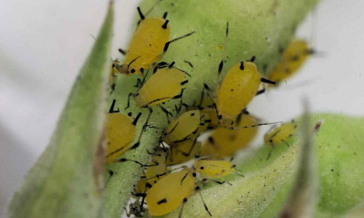 Plant louse and other wreckers. How to protect?