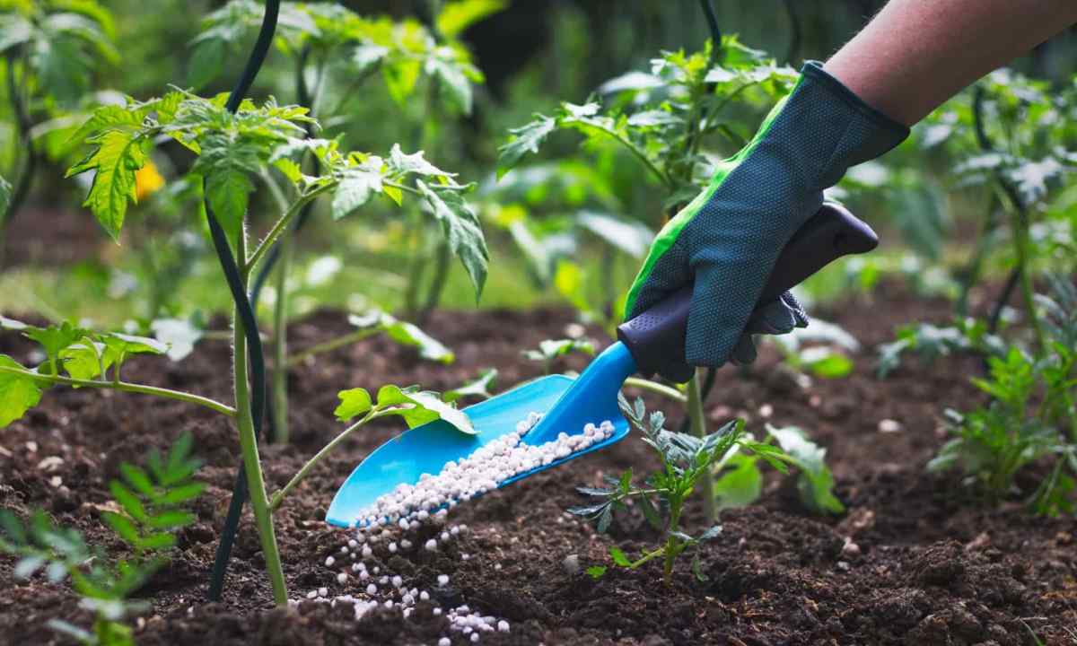 How and when to apply mineral fertilizers are necessary to cucumbers