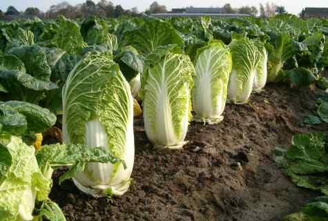 Mistakes at cultivation of the Beijing cabbage