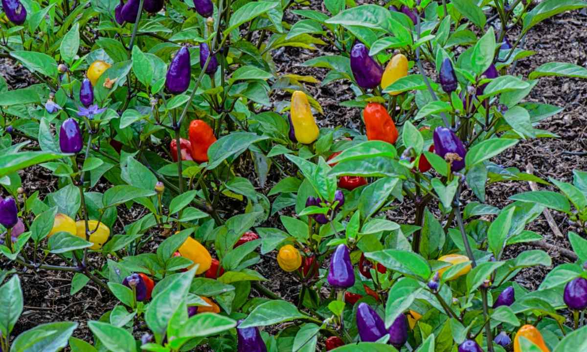 When it is necessary to plant sweet pepper on seedling