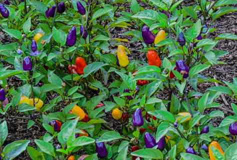 When it is necessary to plant sweet pepper on seedling