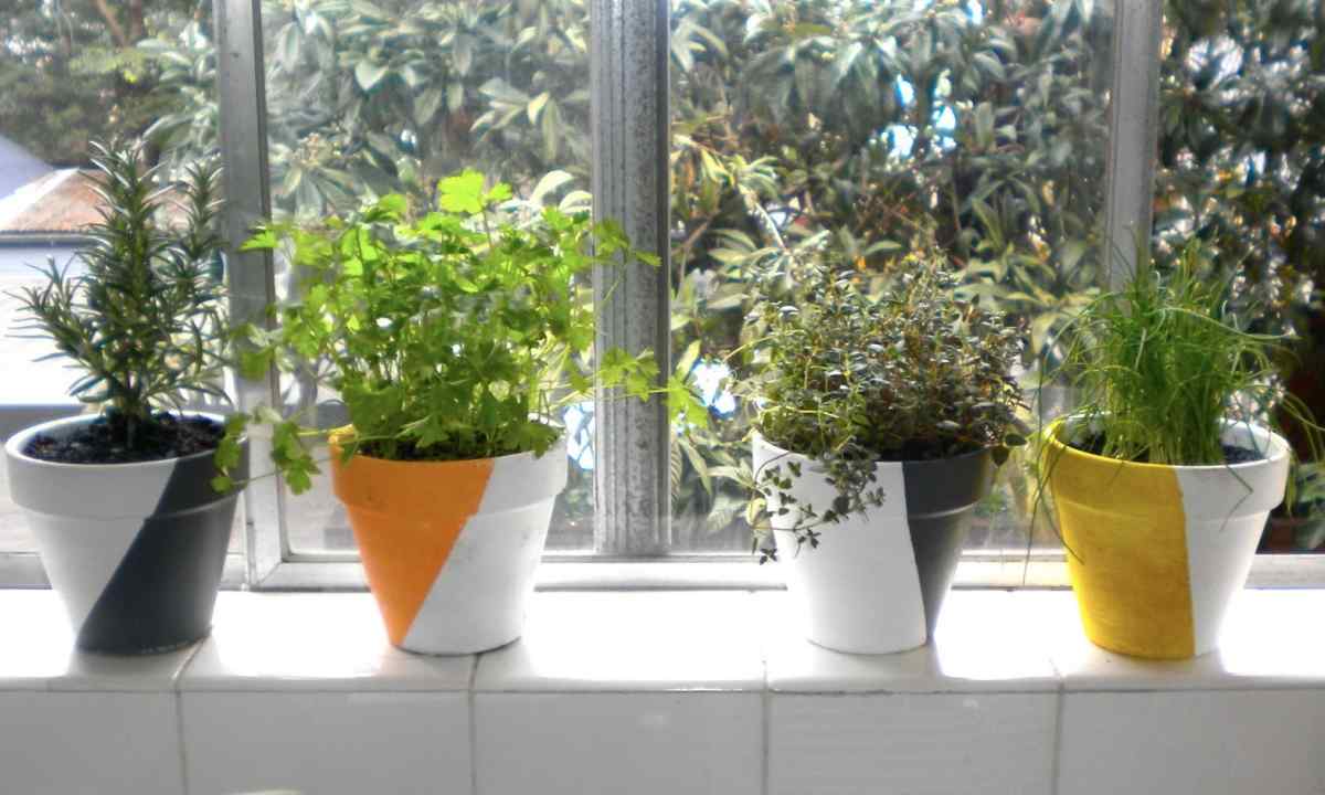 How to plant house greens on windowsill
