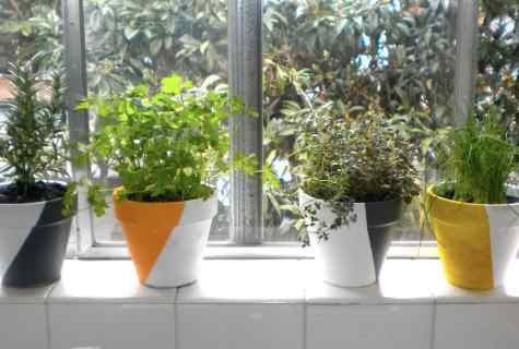 How to plant house greens on windowsill