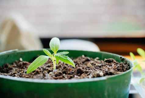 How to apply growth factors to seedling of tomatoes and pepper