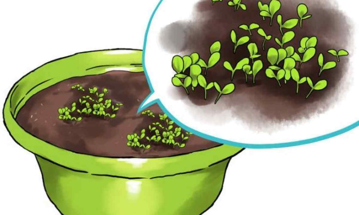 How to grow up greens in house conditions
