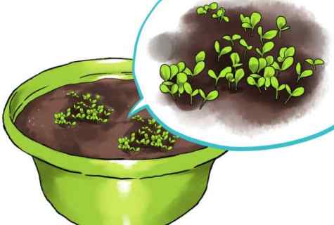 How to grow up greens in house conditions