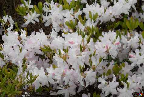 Whether it is possible to plant azalea to the open ground