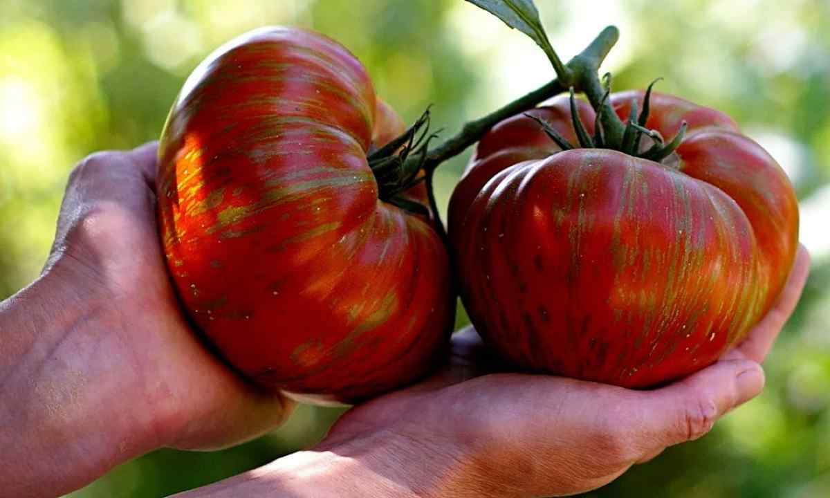 How to receive good harvest of tomatoes
