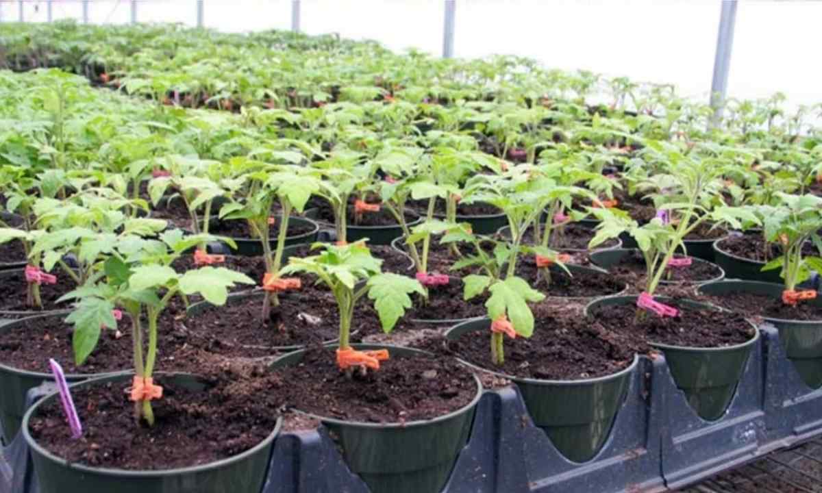 Than to feed up seedling of tomatoes for growth