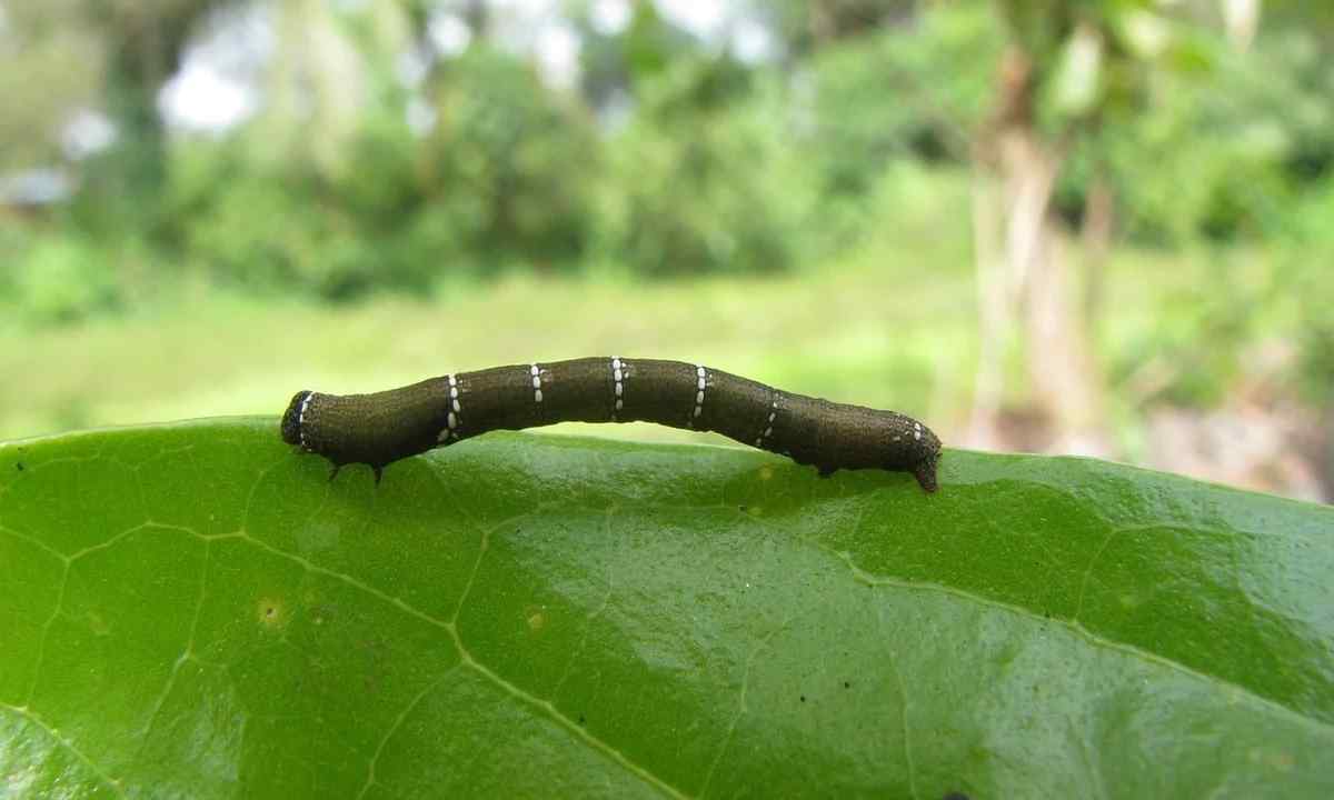 How to get rid of caterpillars