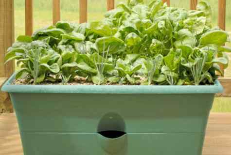 What to do if has not fertilized kitchen garden in the fall