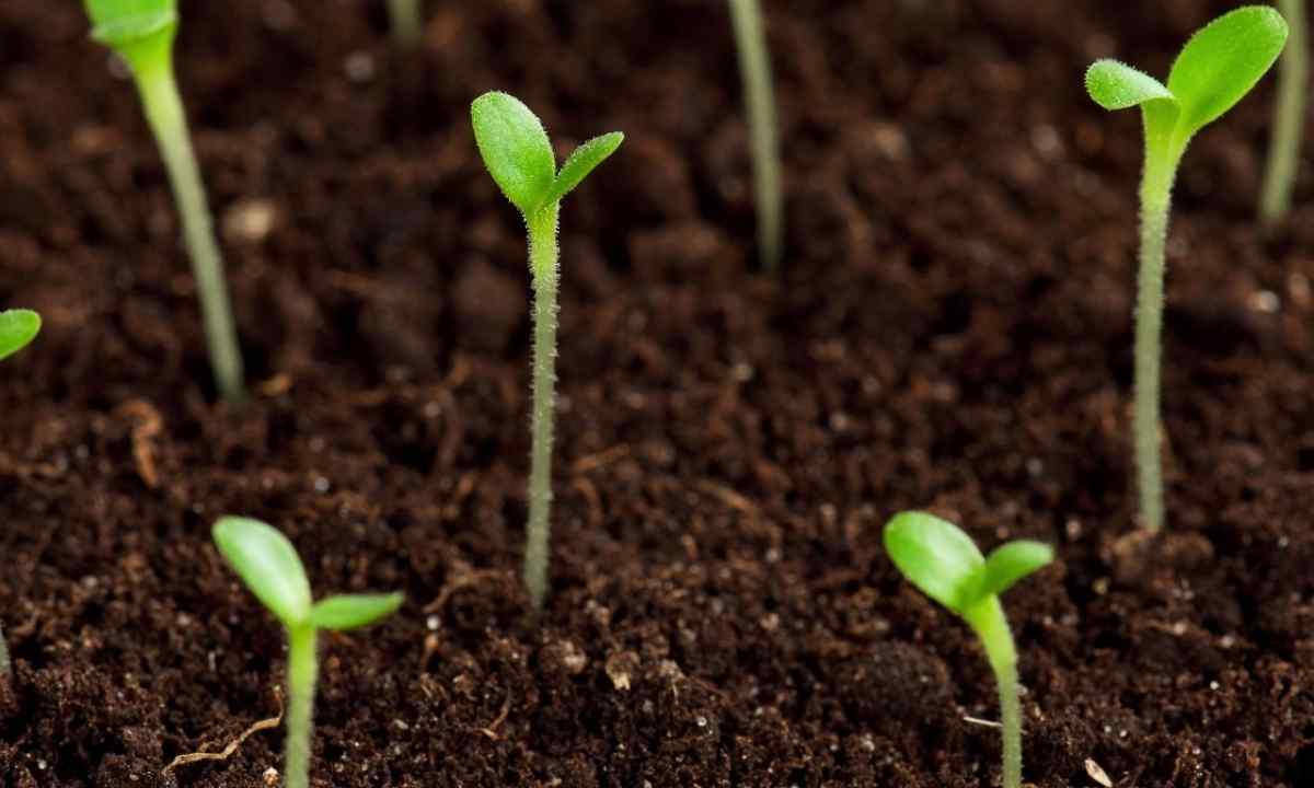What it is necessary to know about cultivation of flower seedling in December and January