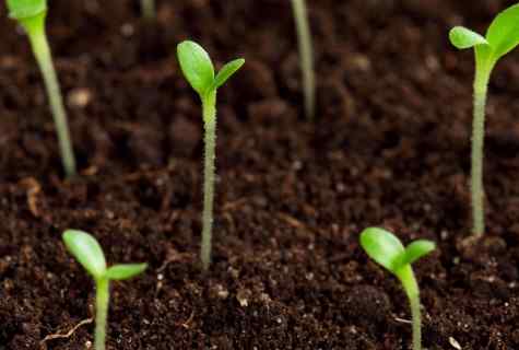 What it is necessary to know about cultivation of flower seedling in December and January