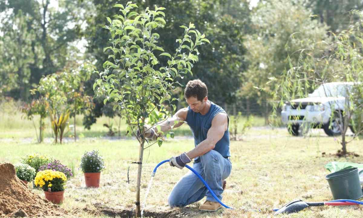How to look after garden trees in the fall