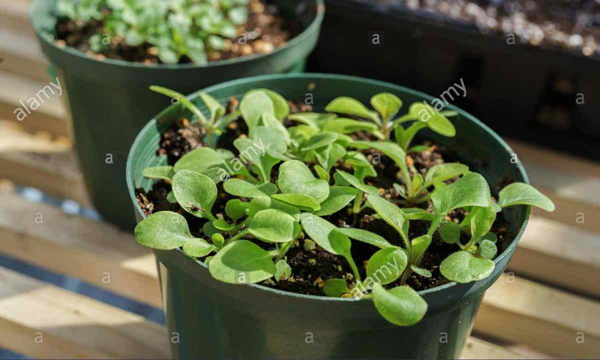 How to grow up healthy seedling of petunia