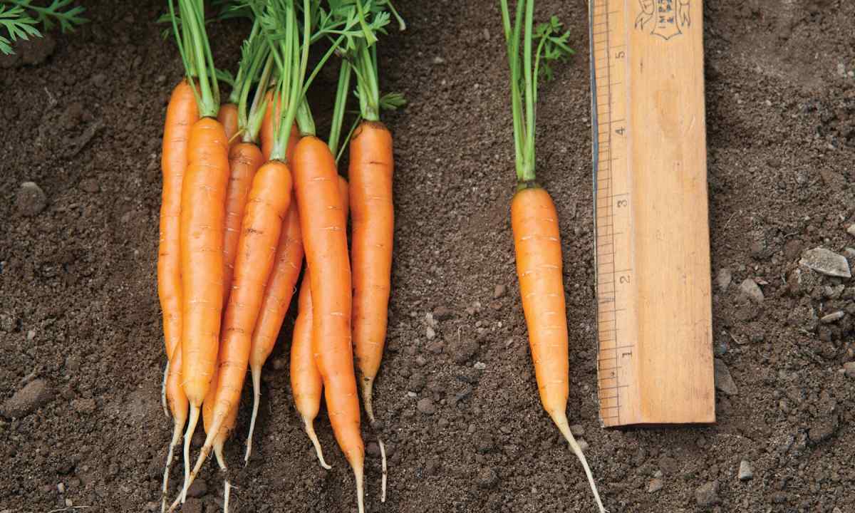 How to grow up tasty and sweet carrots