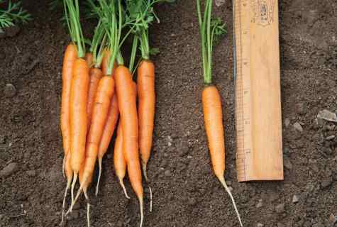 How to grow up tasty and sweet carrots