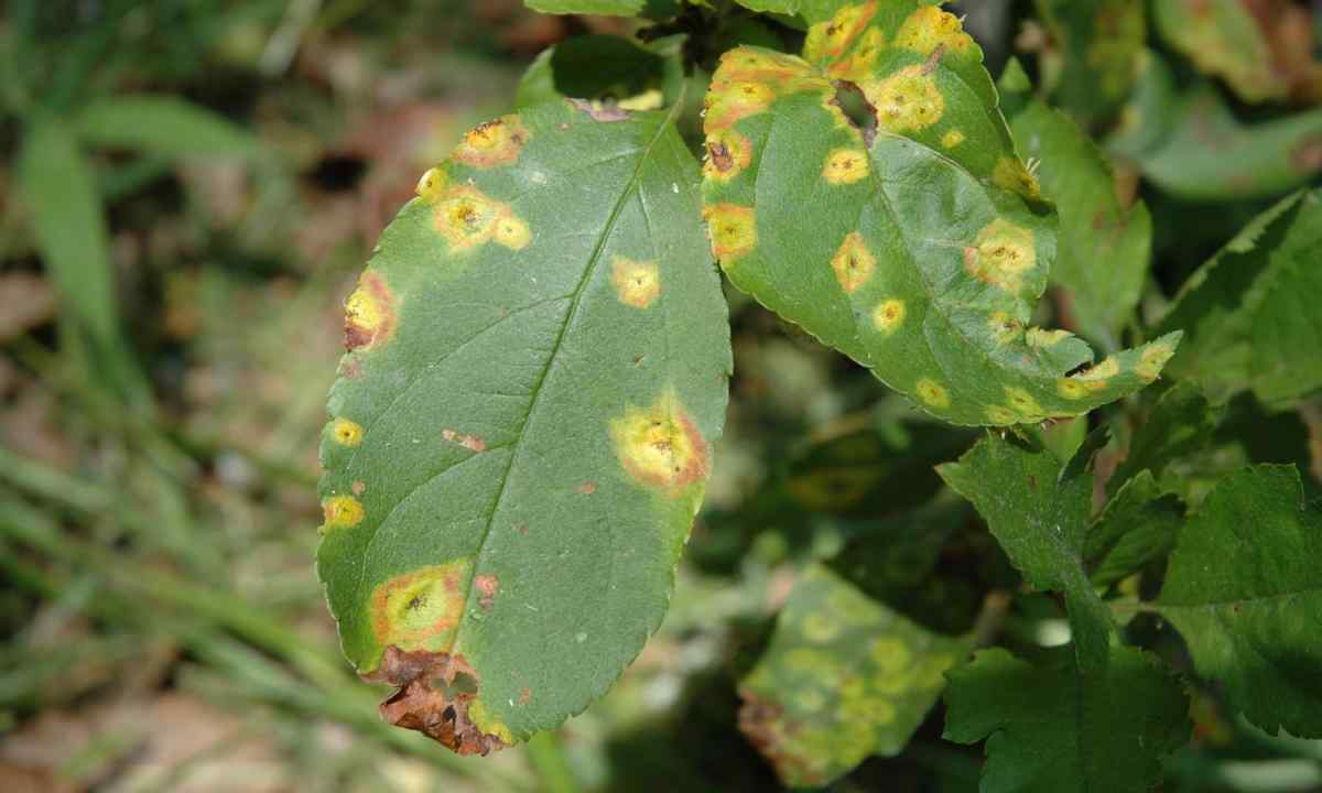 What diseases of apple-trees exist