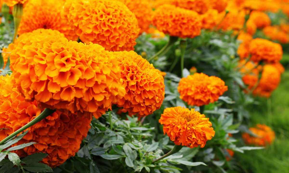 How to grow up marigold