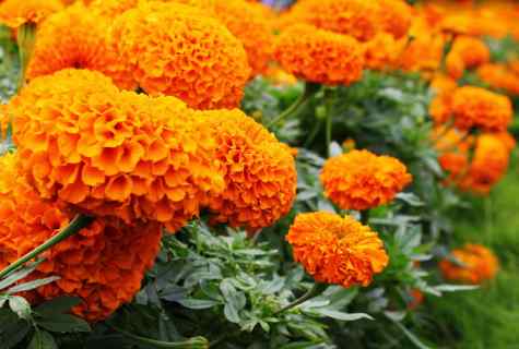 How to grow up marigold