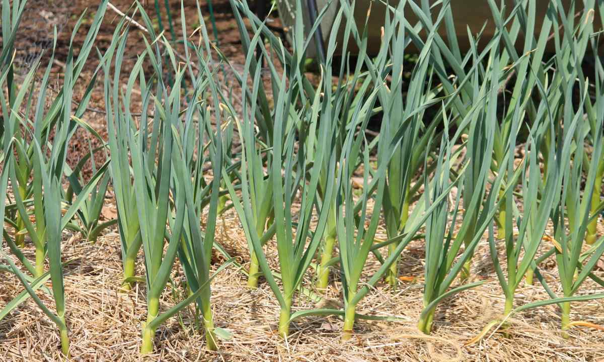 Than to feed up garlic in May from yellowing