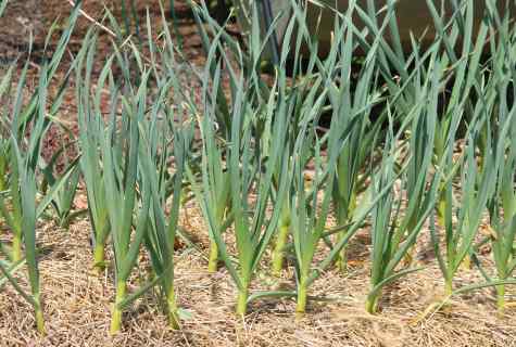Than to feed up garlic in May from yellowing