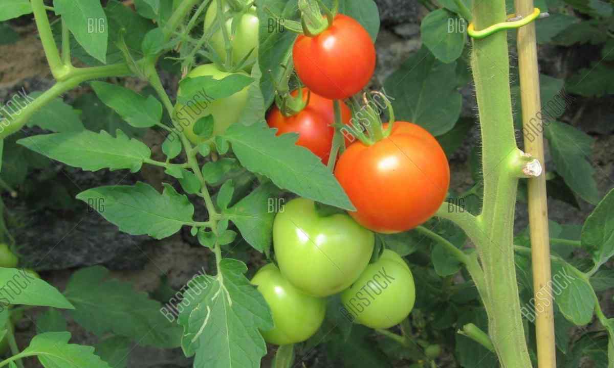 All about tomatoes: how to grow up