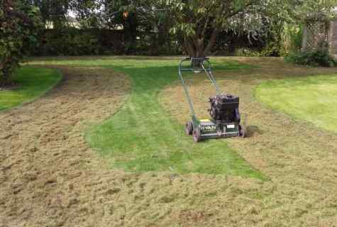 How to look after lawn and lawn