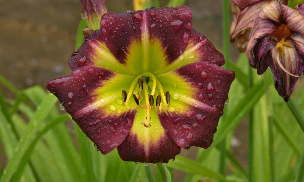 How to replace daylily