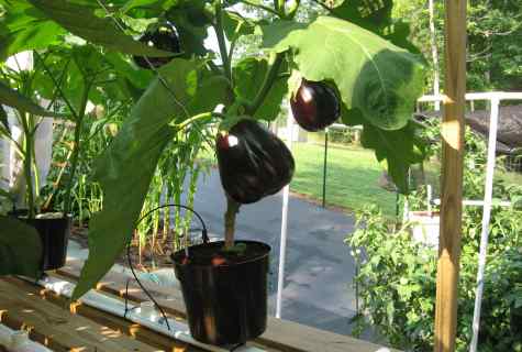 How to grow up eggplants on the balcony