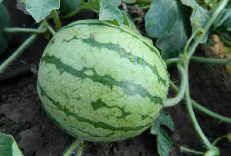 Cultivation of watermelons on the seasonal dacha